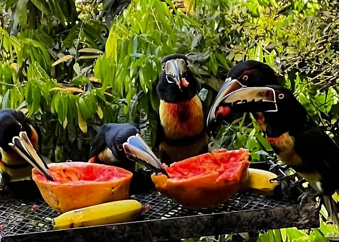 El Valle De Anton La Chachalaca