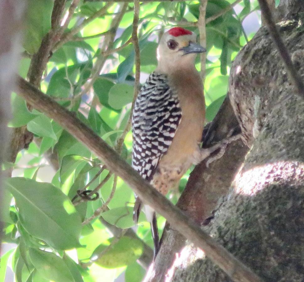 La Chachalaca * El Valle de Anton