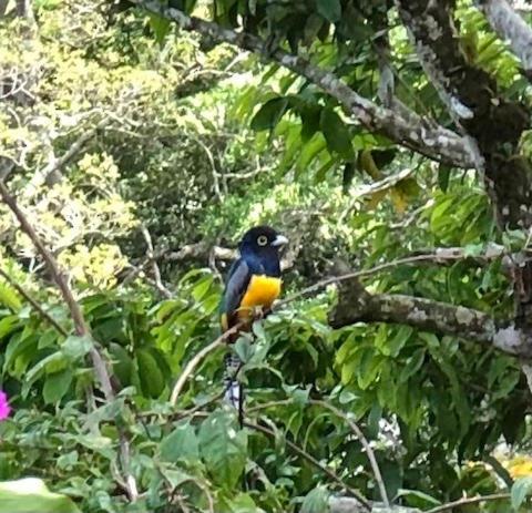 La Chachalaca * El Valle de Anton