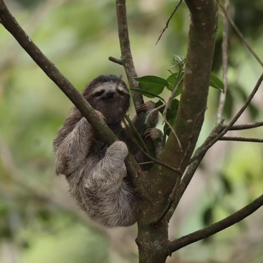 La Chachalaca Apartment *