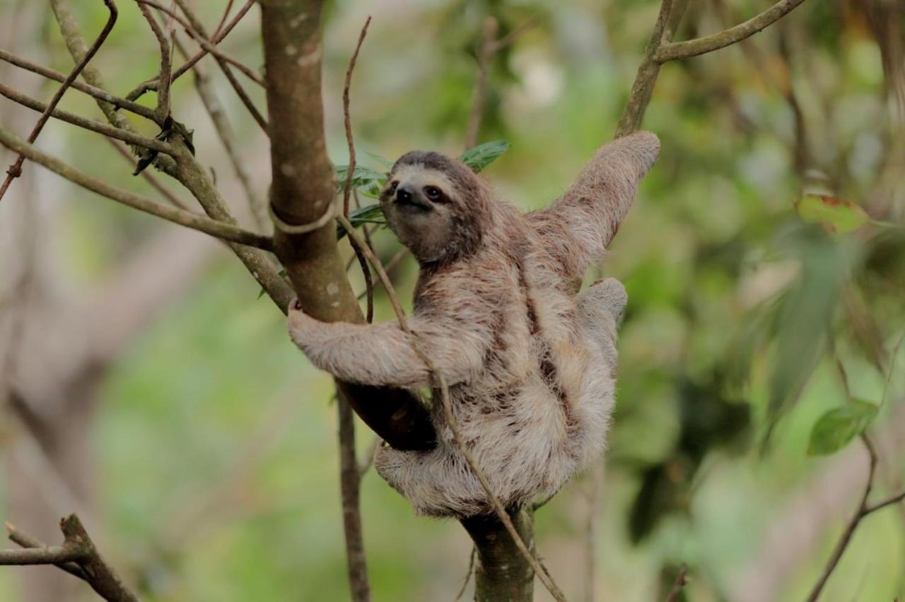 La Chachalaca
