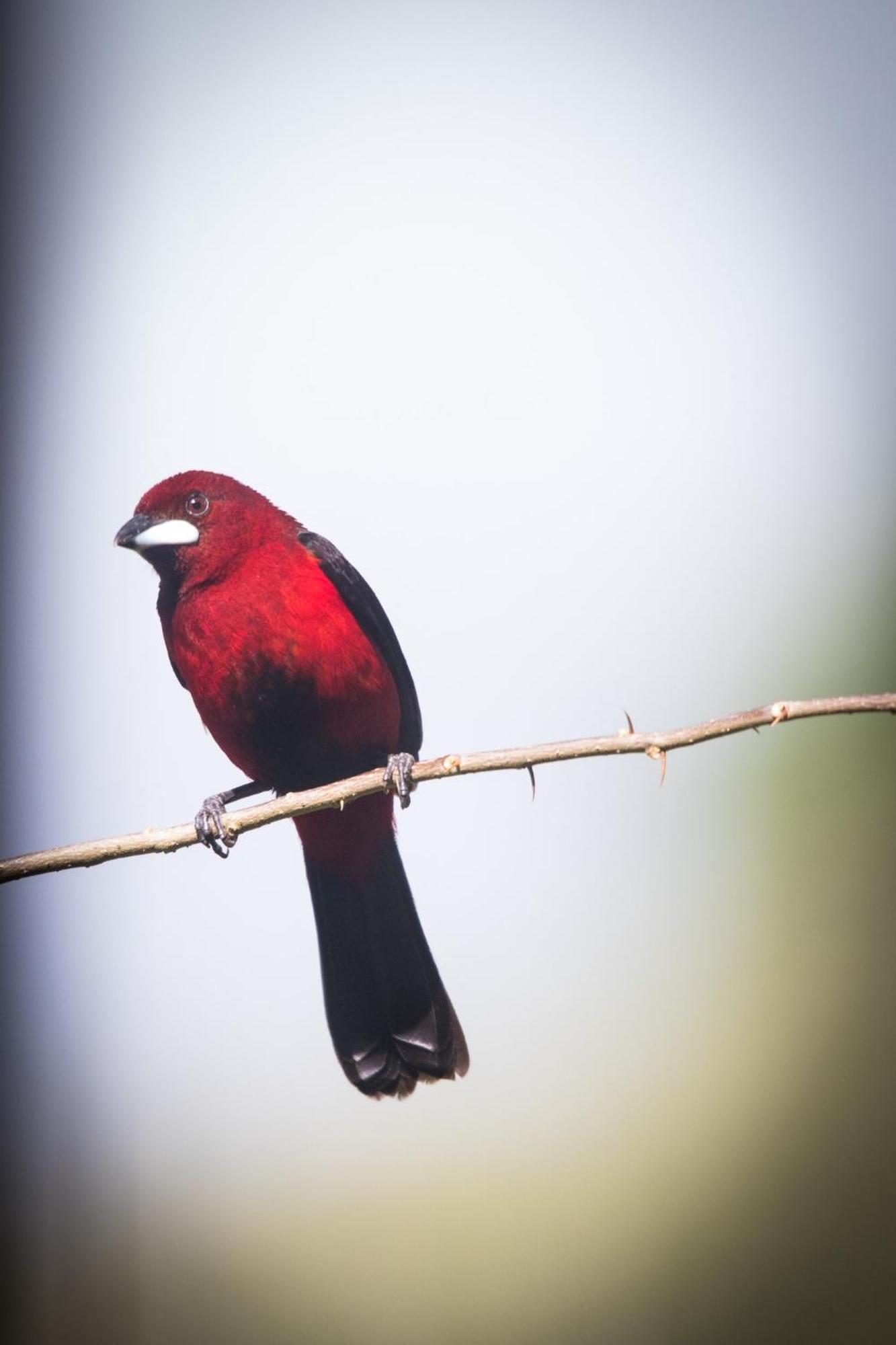 La Chachalaca