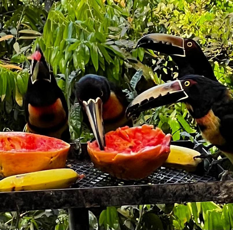 La Chachalaca Apartment