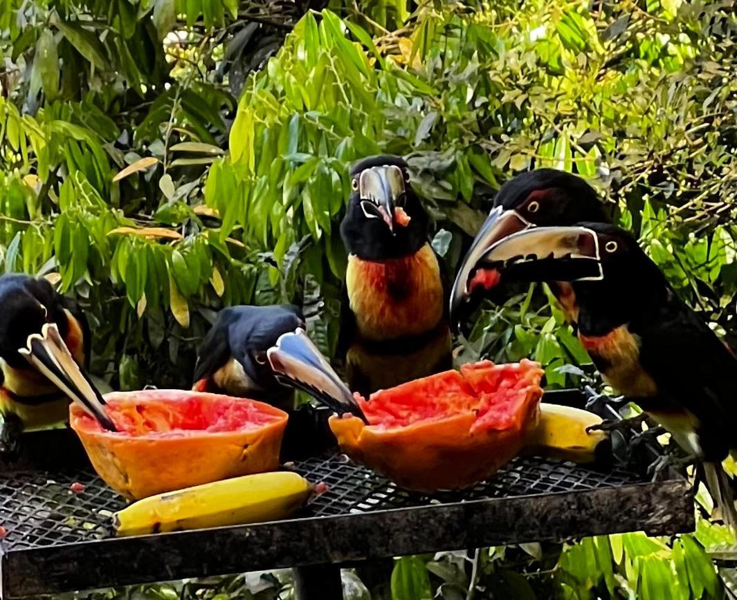 Apartamento La Chachalaca
