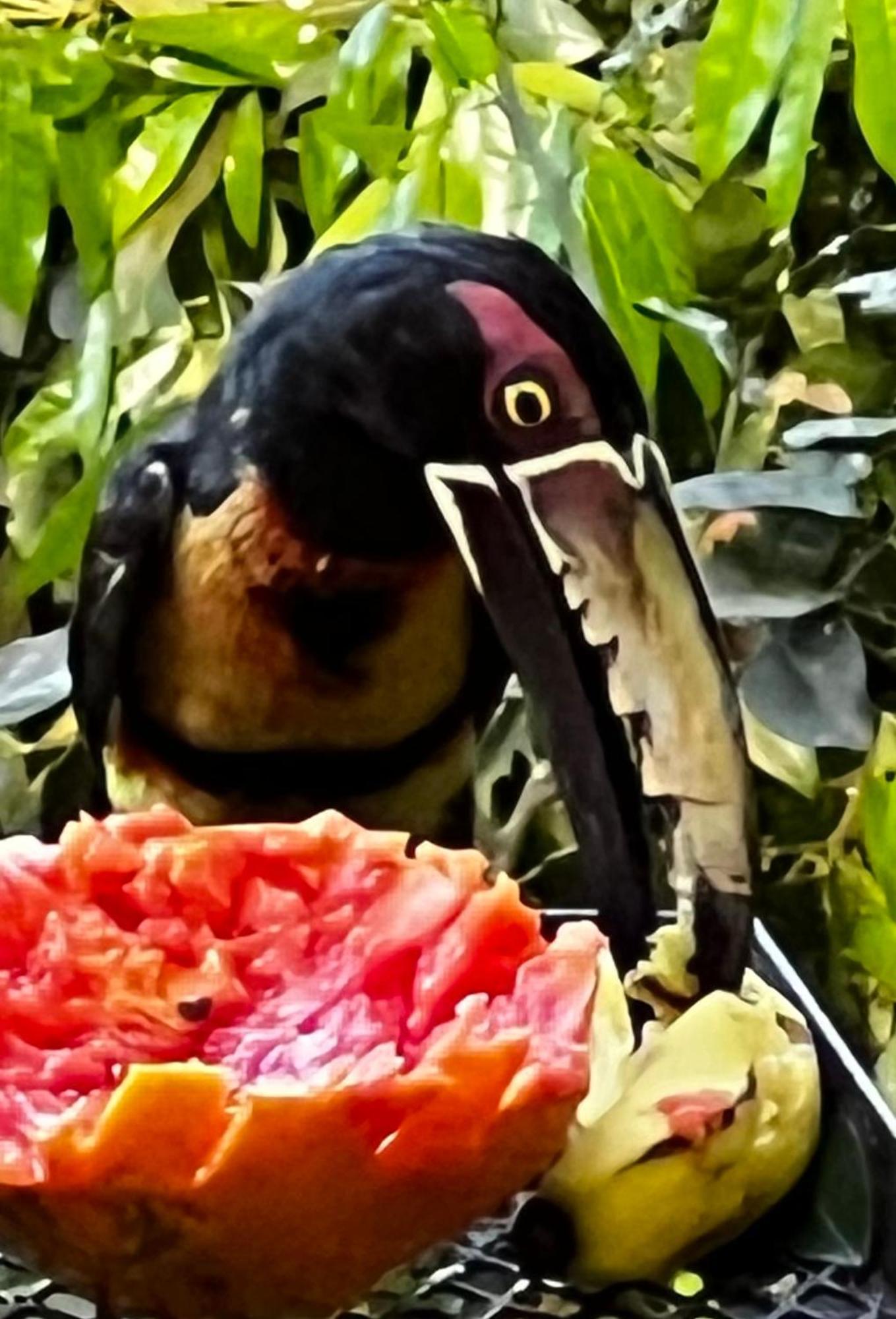 La Chachalaca *