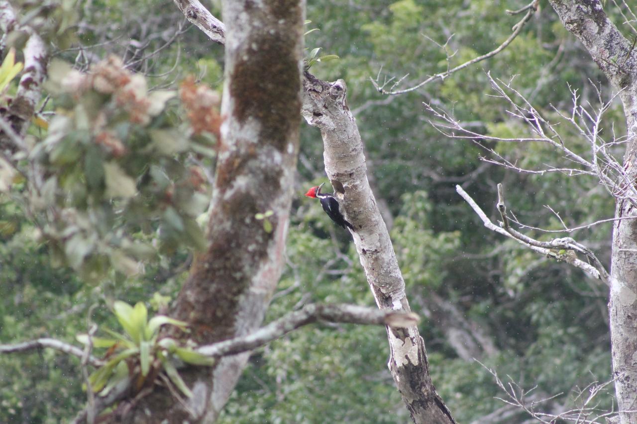 La Chachalaca Apartment