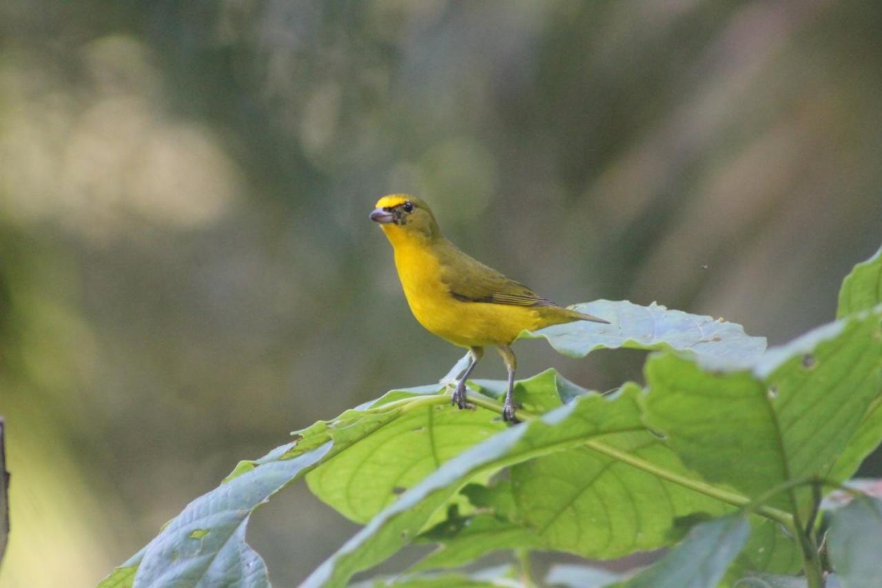 La Chachalaca El Valle de Anton