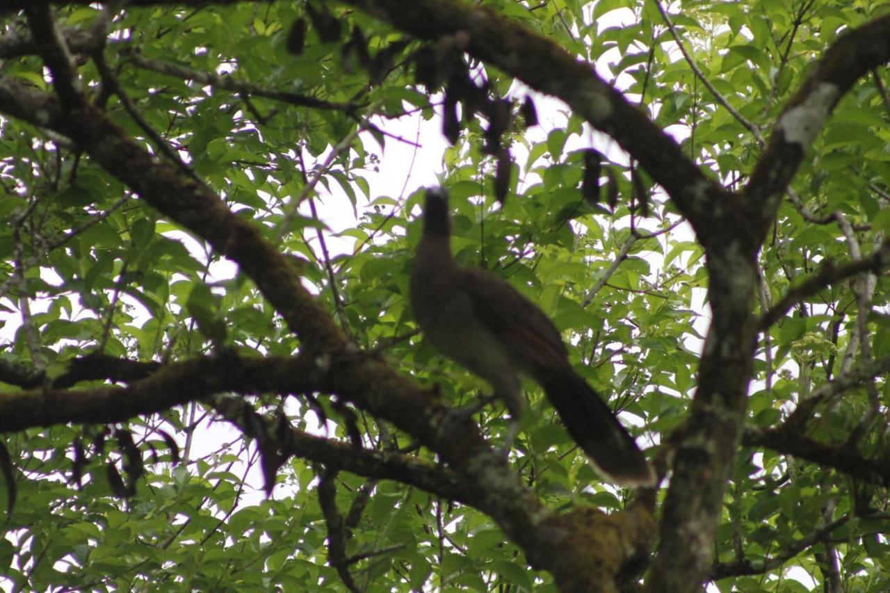 La Chachalaca *